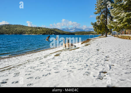 Un troupeau de Bernaches du Canada Profitez d'une journée d'hiver ensoleillée sur la plage enneigée d'un lac de montagne en Amérique du Nord comme certains à pied et deux retirer battant Banque D'Images