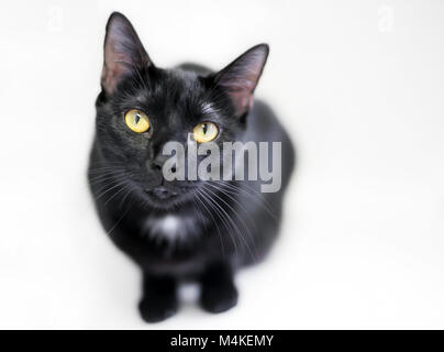 Portrait d'un chat domestique à poil court noir avec un point blanc sur la poitrine Banque D'Images