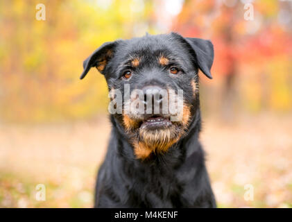 Portrait d'un Rottweiler dog en plein air avec des feuilles aux couleurs automnales Banque D'Images