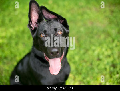 Portrait d'un chiot Berger allemand noir avec les oreilles tombantes Banque D'Images