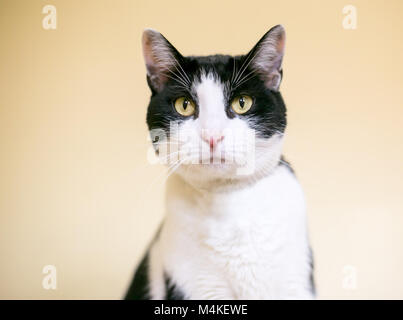 Portrait d'un noir et blanc shorthair domestique cat Banque D'Images