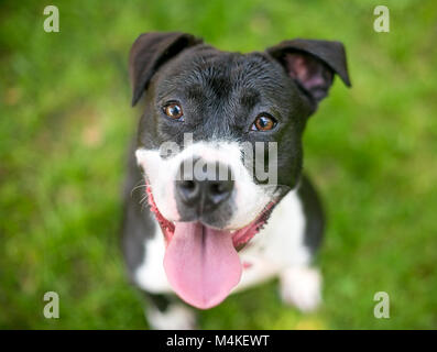 Portrait of a happy noir et blanc pit-bull terrier dog outdoors Banque D'Images