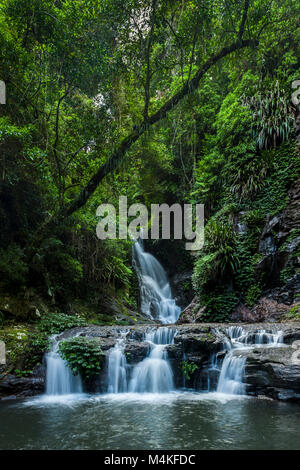 Chutes Elabana, Springbrook NP QLD. Banque D'Images