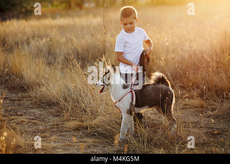 Un petit garçon marche avec un chien sur un golden meadow. Chien Husky Yakut pedigree. Banque D'Images