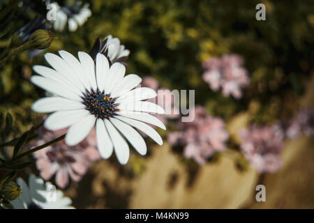 Une seule fleur osteospermum blanc à l'extérieur Banque D'Images
