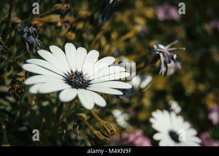 Une seule fleur osteospermum blanc à l'extérieur Banque D'Images