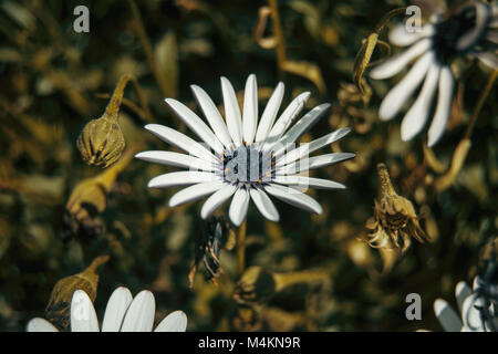 Une seule fleur osteospermum blanc à l'extérieur Banque D'Images