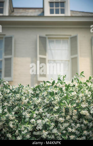 Un parfum de jasmin à fleurs en face de couverture hors-de-focus maison dans le Garden District de La Nouvelle-Orléans, Louisiane, Etats-Unis. Banque D'Images