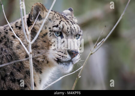 Vigilance et d'alerte des profils avec snow leopard portrait avec l'espace pour le texte Banque D'Images