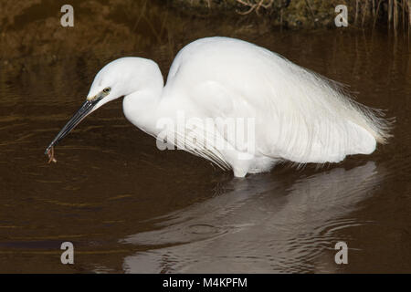Aigrette garzette (Egretta garzetta) nourrir les oiseaux dans les régions côtières de digue à Farlington Marshes Nature Reserve dans le Hampshire, au Royaume-Uni Banque D'Images