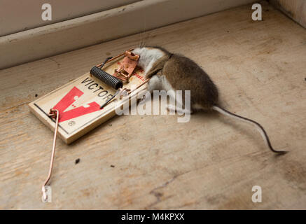 Une souris morte dans un piège à souris Victor. Souris commune, Mus musculus domesticus Banque D'Images