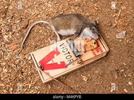 Une souris morte dans un piège à souris Victor. Souris commune, Mus musculus domesticus Banque D'Images