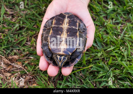 Femme tenant en mains petite tortue. Turtle a peur et se cache dans la région de shell. Banque D'Images