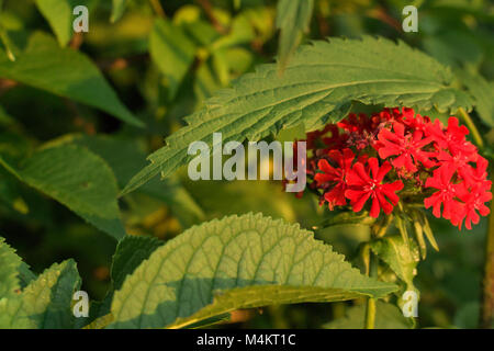 Les fleurs d'ortie au coucher du soleil au printemps fleur rouge soir Banque D'Images