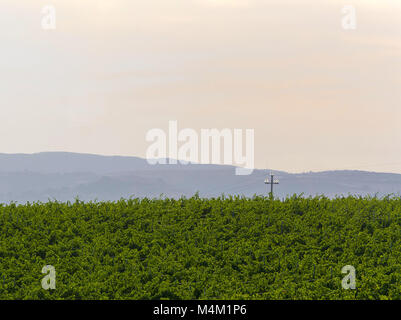 Champ vert en campagne italienne Banque D'Images