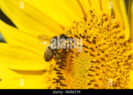 Helianthus annuus, tournesol, bourdon Banque D'Images