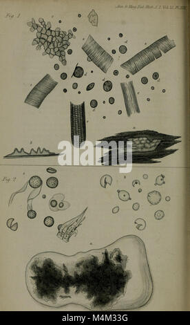 Annales - y compris la zoologie, botanique et géologie (1853) (18223770020) Banque D'Images