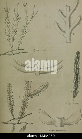 Annales - y compris la zoologie, botanique et géologie (1853) (18385014326) Banque D'Images