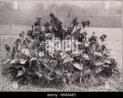 Le jardin de Beckert, fleur et graines de pelouse (1908) (14784818982) Banque D'Images