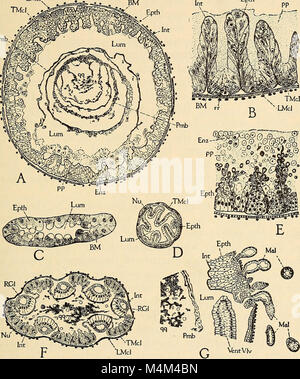 L'apiculture ; une analyse de la vie de l'abeille et de la production de miel (1915) (20352919132) Banque D'Images