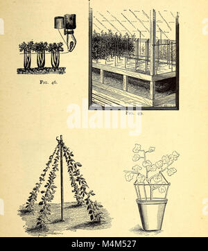 Annales de l'horticulture en Amérique du Nord pour l'année - un témoin de l'adoption d'événements et un enregistrement de progrès (1891) (14781625354) Banque D'Images