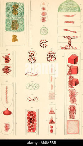 Beitrge zur Biologie der Pflanzen (1870-2006) (19740149124) Banque D'Images