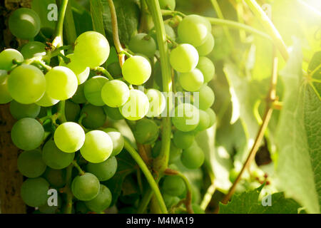Raisins grappes illuminées par rayons x du soleil couchant. Banque D'Images