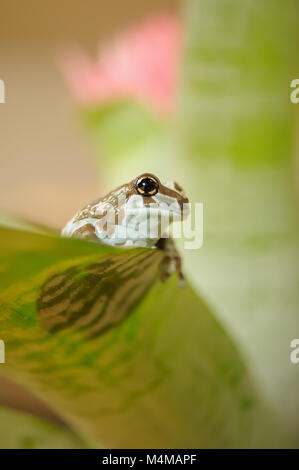 Golden Mission-eyed tree frog. Rainforrest amazonienne grenouille. Banque D'Images