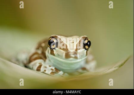 Amazon grenouille lait à partir de la vue de face. Grenouille assis sur feuille verte. Banque D'Images