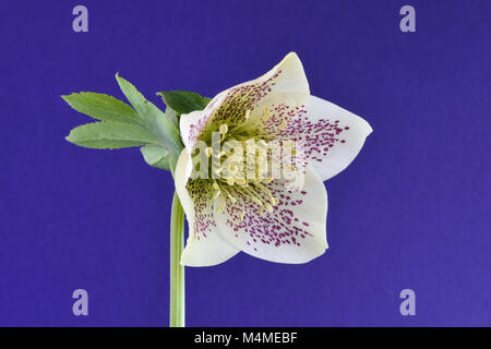 Seul l'hellébore fleur blanche avec des taches de bourgogne, sur fond bleu foncé Banque D'Images