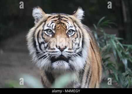 La colère du tigre dans le Zoo de Taronga, Sydney Banque D'Images