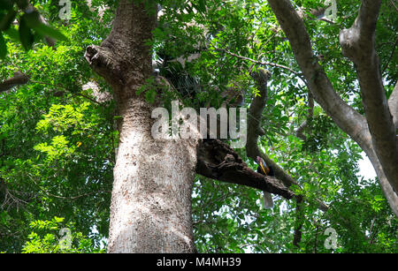 Calao bulbés, mâle, à Tangkoko Aceros cassidis, Parc National de l'île de Sulawesi Banque D'Images