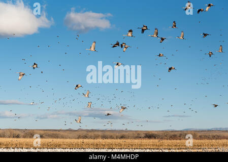 Les Grues du Canada (Grus canadensis), la neige, les oies, (Chen caerulescens), de Canards colverts (Anas platyrhynchos), et le Canard pilet, l'(Anas acuta). Banque D'Images