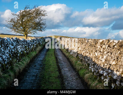 Voie verte avec des murs en pierre sèche près de Alstonefield Derbyshire Peak District dans le UK Banque D'Images