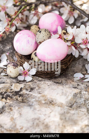 Les oeufs de pâques rose et des oeufs de cailles dans le petit nid sous Almond Blossom. Copyspace arrière-plan. Banque D'Images