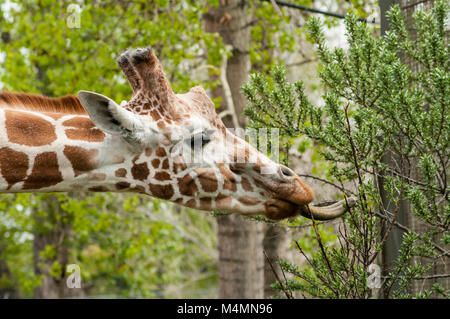 Side head shot of girafe avec langue manger les feuilles d'une branche Banque D'Images