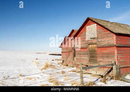 Le Comté de Wheatland (Alberta), Canada. Trois anciens greniers rouge, sur une prairie couverte de neige paysage d'hiver dans le sud de Wintering Hills Drumheller. Banque D'Images