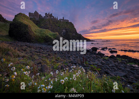 Soir ox-eye daisies sous le château de Dunluce, côte de Causeway, le comté d'Antrim, en Irlande du Nord. Banque D'Images