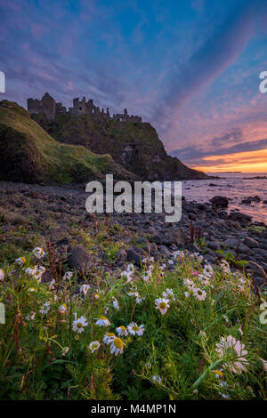 Soir ox-eye daisies sous le château de Dunluce, côte de Causeway, le comté d'Antrim, en Irlande du Nord.