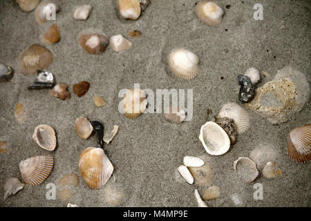 Assortiment de coquillages dans le sable. Tous les shells sont naturels, uniques, et arrangé par mère nature. Banque D'Images