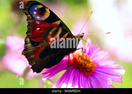 L'Oeil de Paon papillon assis sur l'aster Banque D'Images