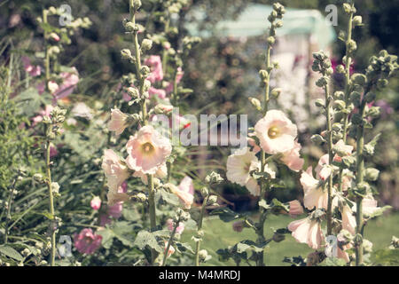 Hollybock Alcea rosea fleurs du jardin Banque D'Images