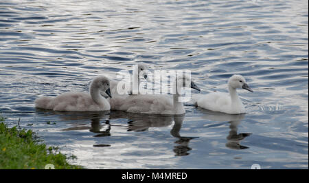 Quatre jeunes cygnets cygne muet de la natation dans un lac Banque D'Images