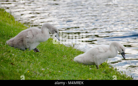 Deux jeunes cygnets de mute swan Banque D'Images