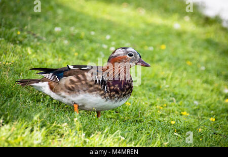 Jeune mâle canard mandarin dans le pré Banque D'Images