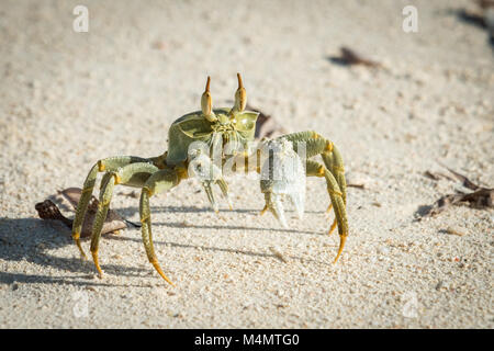 Le crabe fantôme (Ocypode ceratopthalmus,), Bird Island, Seychelles Banque D'Images