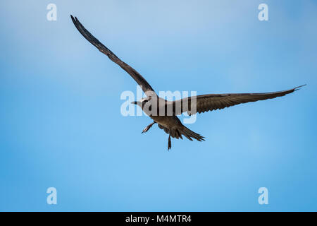 Noddi brun (Anous stolidus pileatus) en vol, Bird Island, Seychelles Banque D'Images