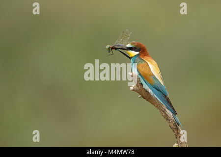 Bee-eater sur une branche avec une moindre empereur Banque D'Images