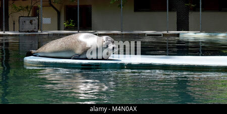 Seal lion reposant dans le soleil à la piscine du zoo Banque D'Images