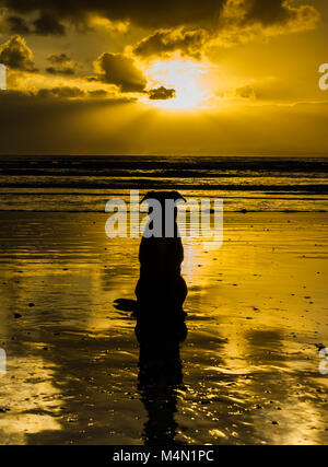 La Golden Dog - à regarder le coucher du soleil Banque D'Images